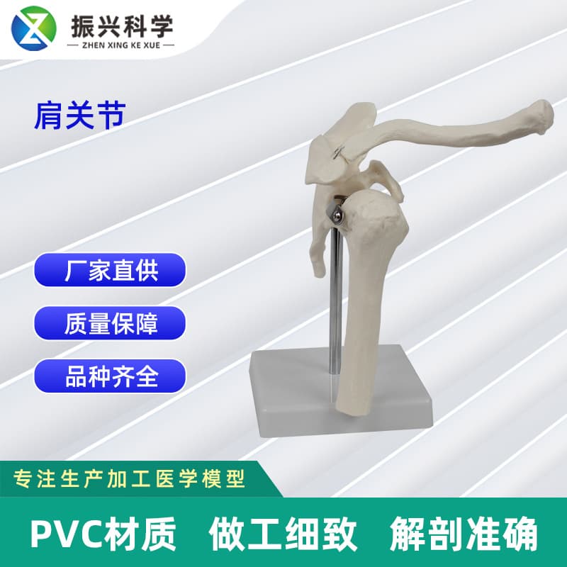 Customized Shoulder Joint Model Medical Training Human Body Apparatus Medical Teaching Equipment