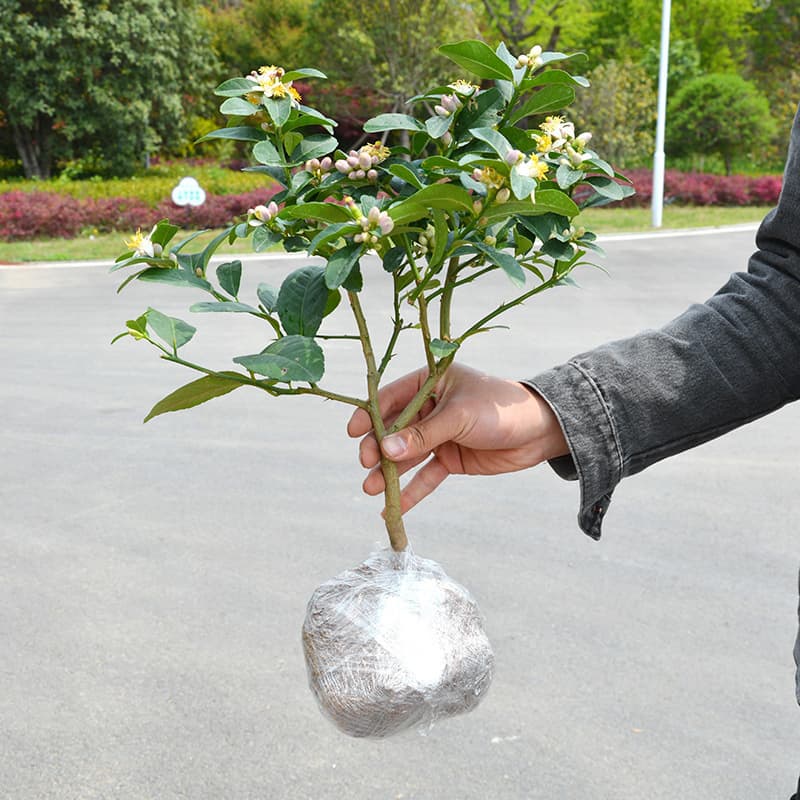 Perfume lemon saplings potted with fruit indoor and outdoor finger seedless lemon saplings for four seasons edible ground lemon trees