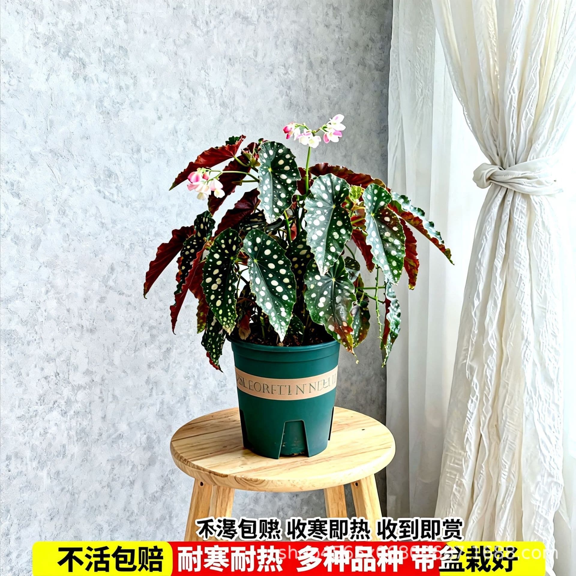Indoor Desktop Green Potted Plant, No Sunlight Needed, Hydroponic Pothos, Easy-Care Flowering Green Plant for Lazy Gardeners