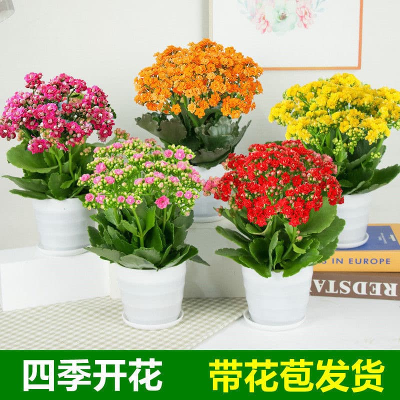 Year-round blooming Kalanchoe potted plant, Golden Fox indoor greenery, shipped with flower buds, suitable for desktop or balcony