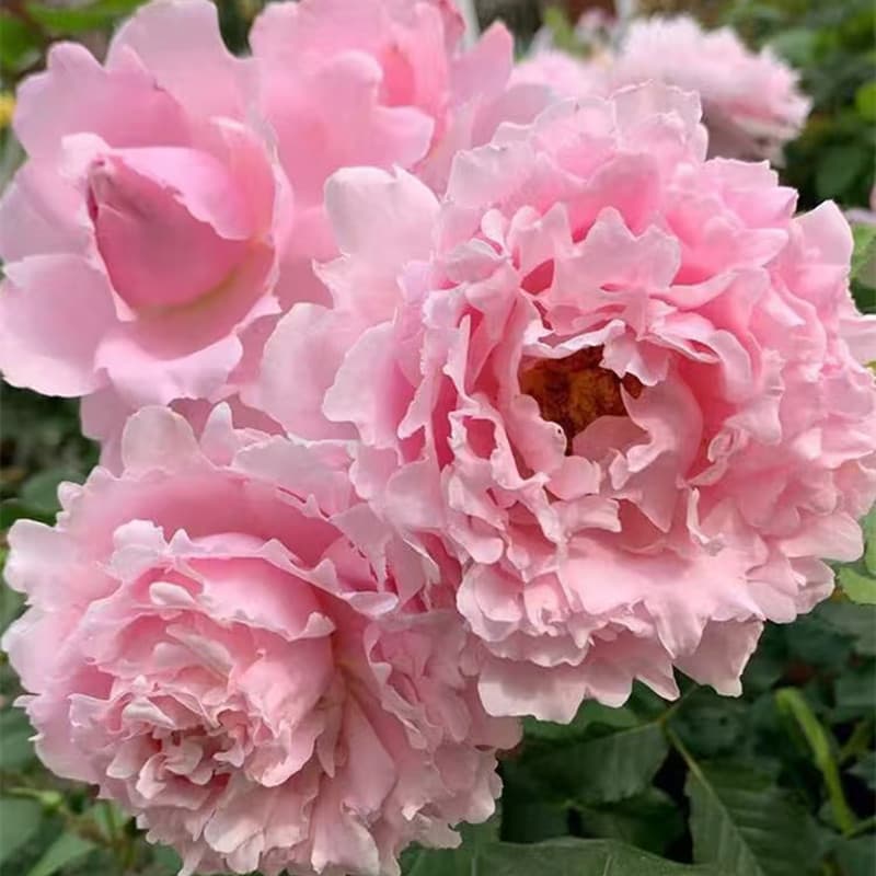 Sophirose Rose Seedling Large Flower Strong Fragrance Upright Blooming Pink Rose Four-Season Potted Plant