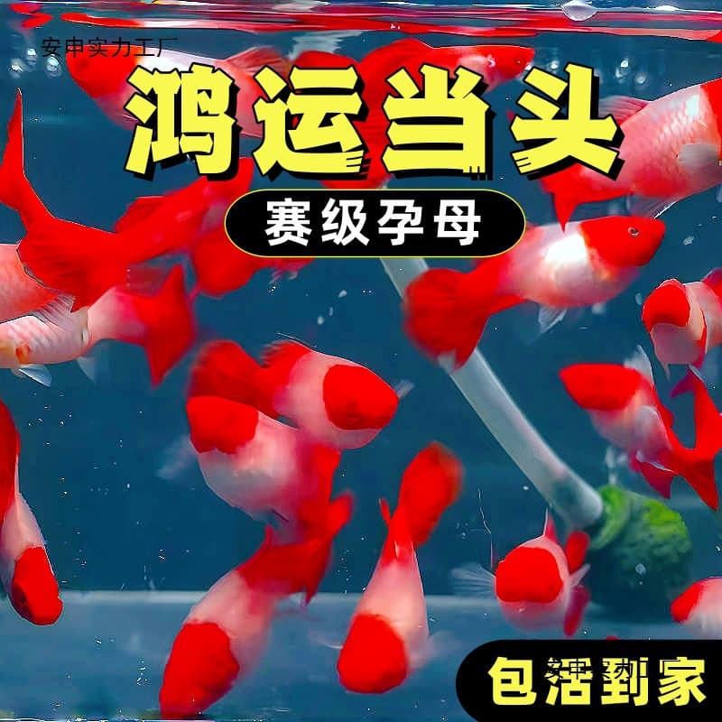 Pregnant Purebred Peacock Guppy Hongyun Dangtou Breeding Fish Livebearer Small Ornamental Tropical Fish