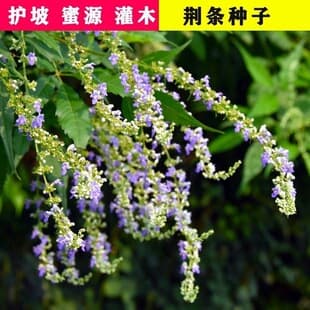 Newly Harvested Vitex negundo Seeds, Vitex Tree Seeds, Honey Plant, Vitex Flower Seeds, Chaste Tree, Golden Seeds, Shrub
