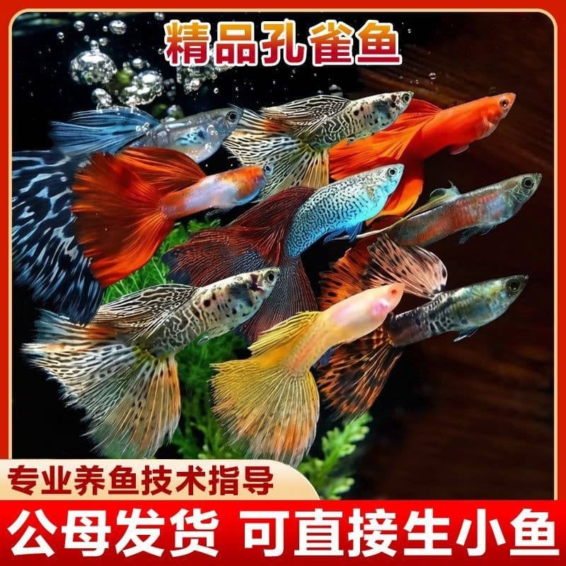 Small Guppy, Peacock Fish, Phoenix Tail Tropical Fish, Large Ornamental Mixed Breed, Pregnant Female, Small Freshwater Fish, Fry, Goldfish
