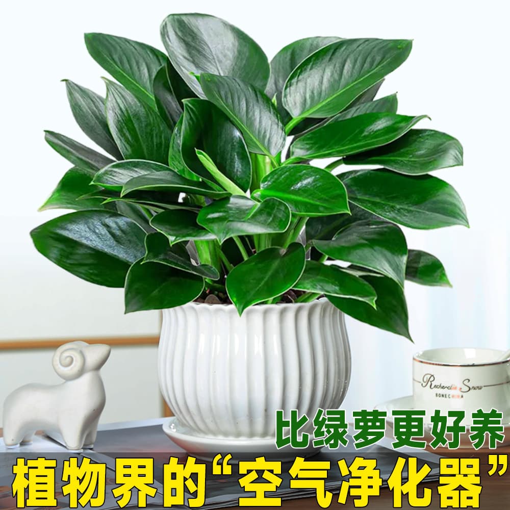 Golden Diamond Potted Plant, Platinum Diamond Green Ivy, Hydroponic Large Leaf Green Plant, Succulent, Office Indoor Low-Maintenance Flower, Golden Diamond