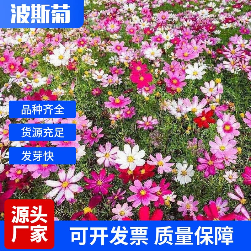 Cosmos Seven-Color Galsang Flower Seeds Wildflower Mix Courtyard Scenic Ornamental Flower Sea Grass Seeds Zinnia Seeds