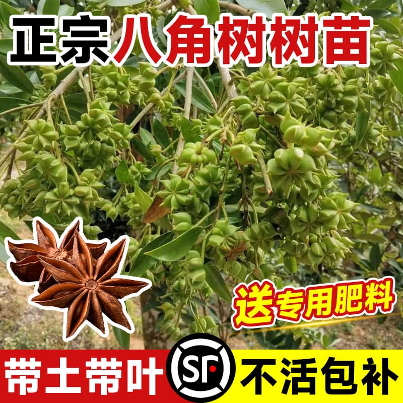 Star Anise Tree Saplings, Potted Plants, Guangxi Big Red Roman Grafted Large Saplings, Edible Spice, Suitable for Southern and Northern Planting, Fennel Tree