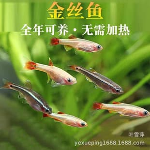 Yellow Redtail Fish Live, Magnificent Goldthread, Native Fish, Cold Water Fish, Low Temperature Tolerant, Planted Tank Schooling Fish, Tropical Fish