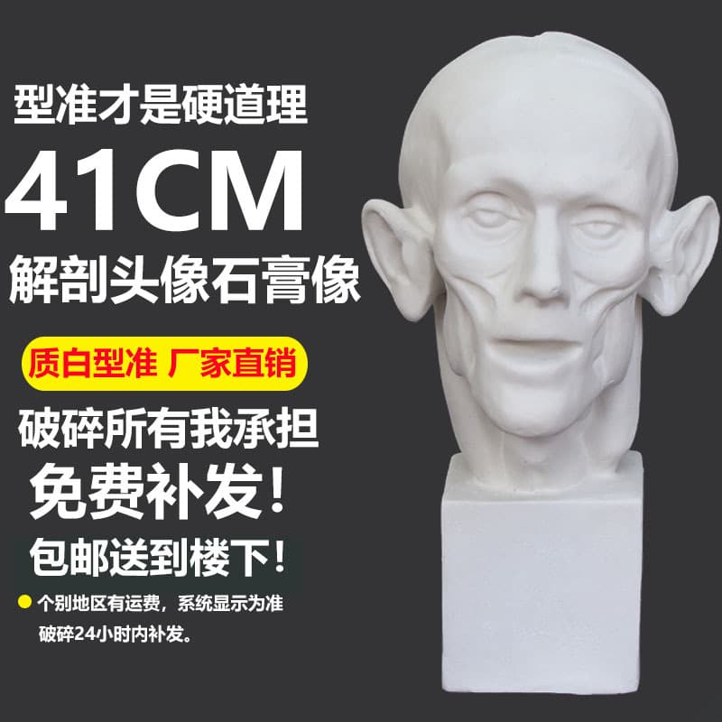 Anatomical Head Plaster Cast - Muscle Plaster Art Plaster Cast Sculpture Teaching Aid Studio Sketch Drawing Plaster Cast