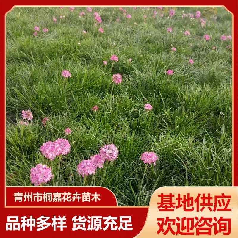 Dianthus chinensis seedlings, potted plants, perennial flowers for landscaping, ornamental plants for gardens. Qingzhou base.
