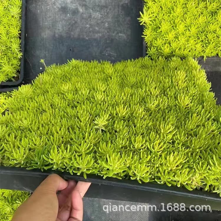 Buddha's grass seedlings square plate thin snow ten thousand year grass Chinese sedum seedlings Buddha's grass seedlings roof greening courtyard lawn seedlings cold-resistant