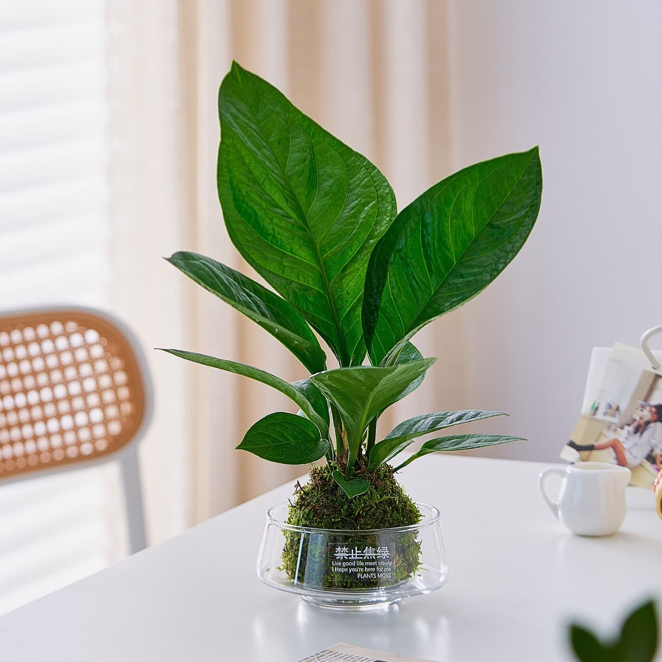 Fortune Bowl Moss Ball Hydroponic Plant Office Desktop Easy Care Lucky Flower Gift Green Plant Potted