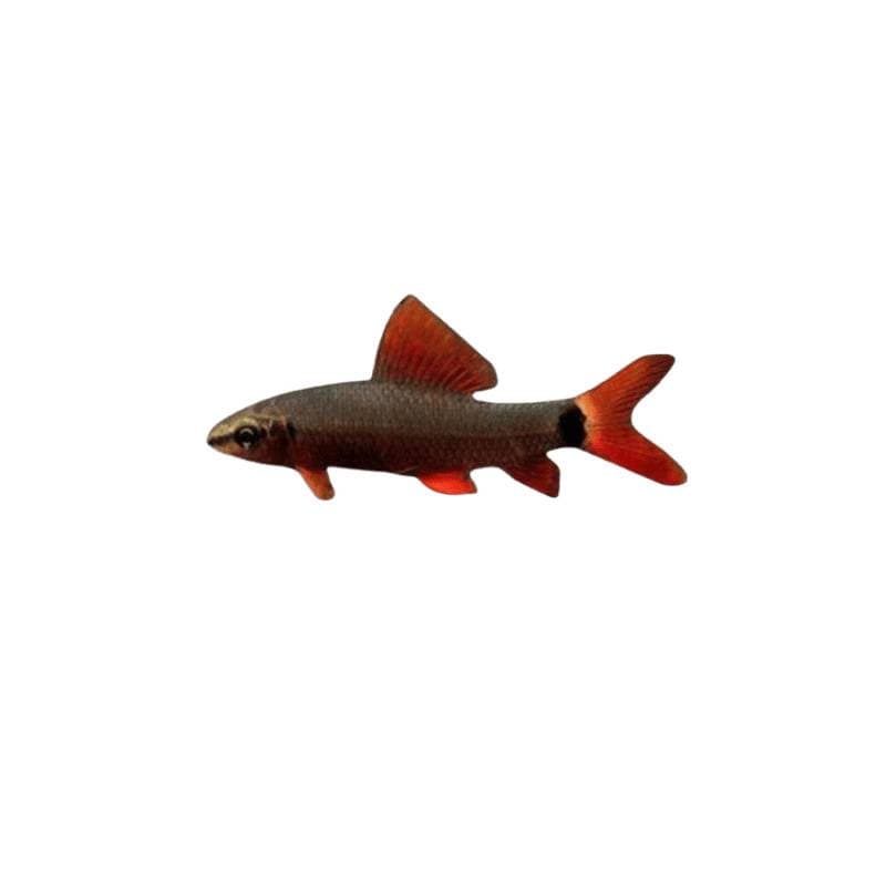 Cleaner Fish Golden Moss Rat Fish Sucker Fish Aquarium Cleaning Tool Clean Trio Eat Algae Remove Algae Free Shipping