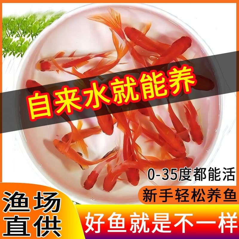 Grass Goldfish Live Ornamental Fish Koi Fry Freshwater Fish Cold Water Fish Small Live Goldfish Aquarium Fish Tank