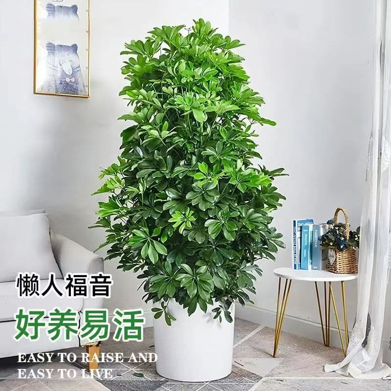 Duck foot wood potted auspicious tree from all directions, evergreen living room and office plants, tabletop bonsai flowers.