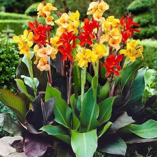 Canna bulbs are easy to grow, hydroponically, in pots, outdoors, in gardens, and in the ground; they are perennial plants with rhizomes.