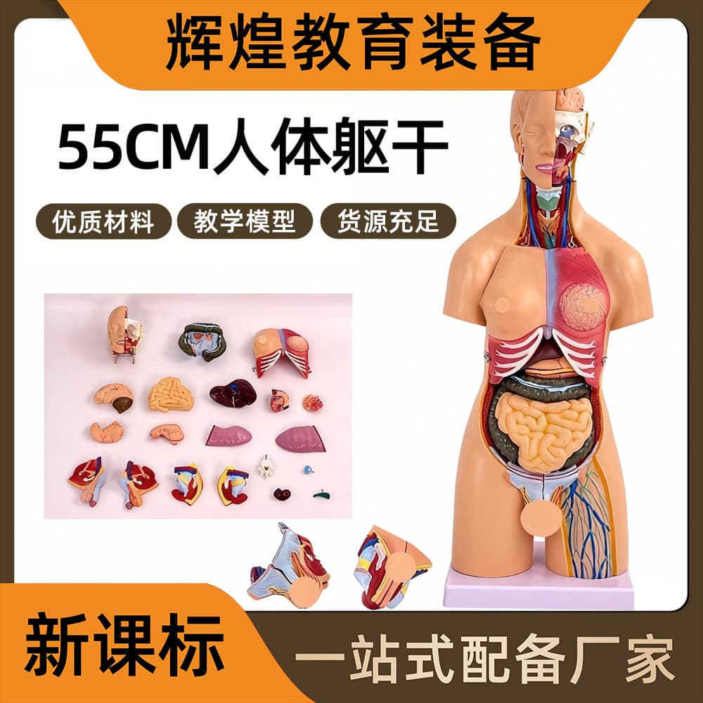 55cm Bisexual Torso Anatomy Model Detachable 21 Pieces Human Organ Anatomy with Internal Organs Model Teaching
