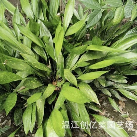 Aspidistra elatior potted plant, ground plant, green leaf, variegated leaf, spider plant, height 50-150 cm, indoor evergreen green plant
