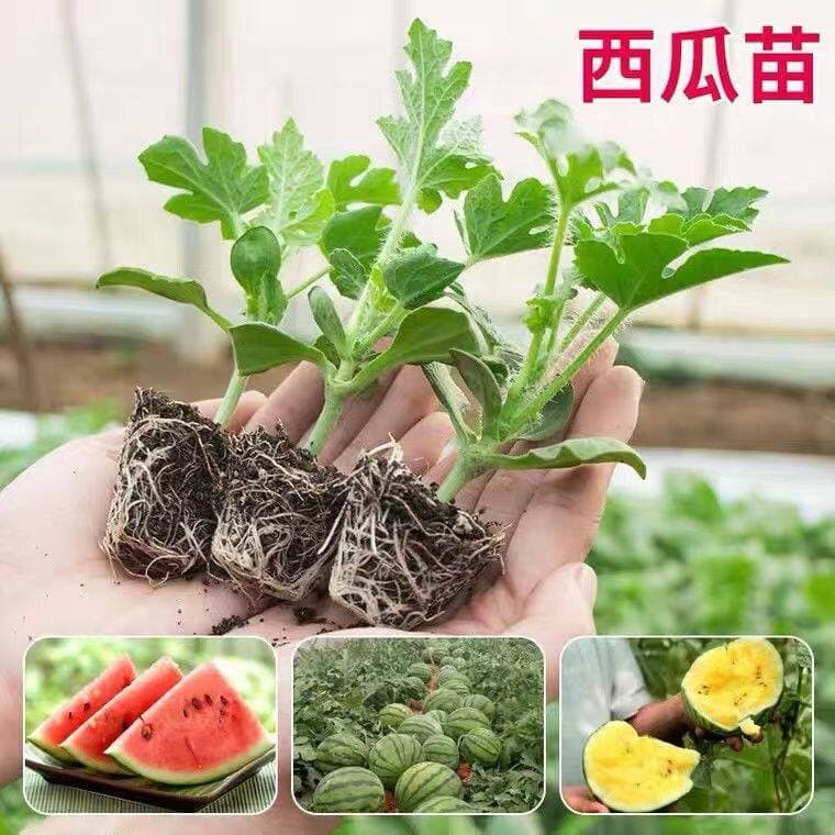 Grafted 8424 watermelon seedlings Kirin Meidu seedlings Sweet King lazy black beauty with soil seedlings potted watermelon seedlings