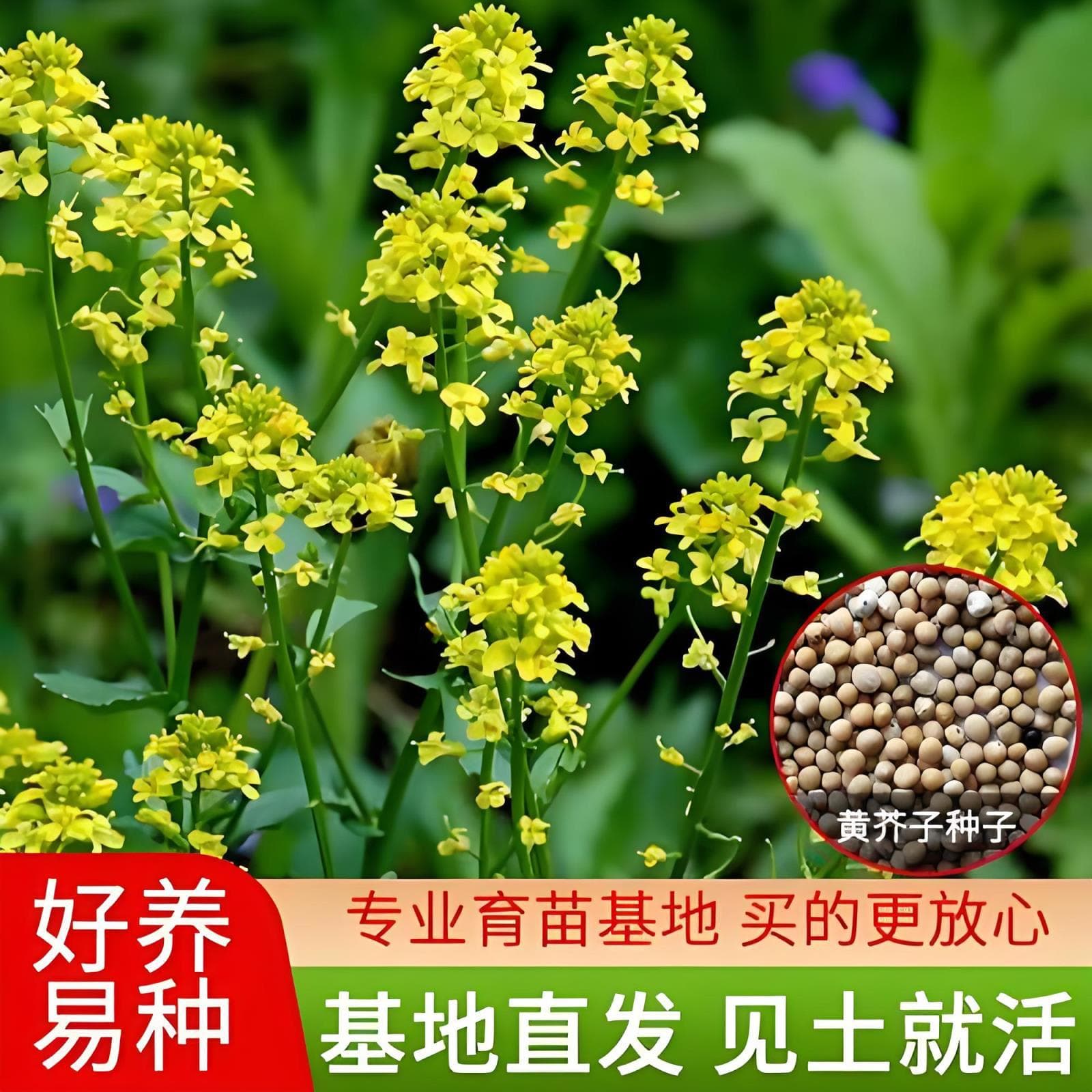 White Mustard Seeds, Mustard Vegetable Seeds, Yellow Mustard Seeds, Rapeseed Seeds, Easy to Grow, Courtyard Four-Season Spicy Vegetable Seeds