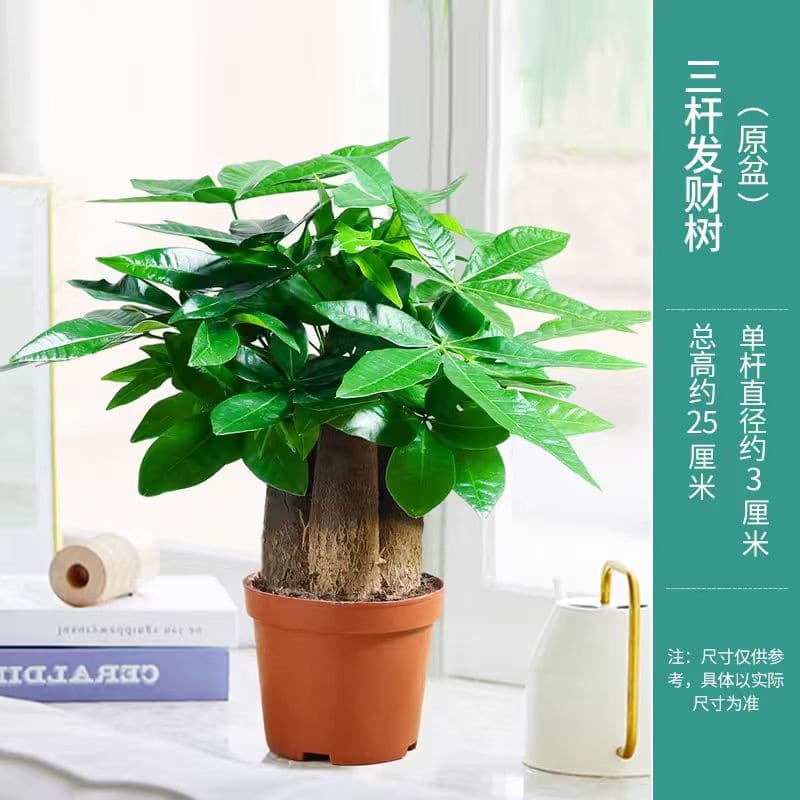 Small Money Tree Potted Plant, Large Pachira Aquatica, Indoor Living Room Bonsai Decoration, Four Seasons Easy Care, Office Plant