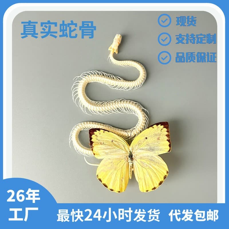 Real Snake Skeleton Collection Research Artwork DIY Decoration Gift Educational Supplies Hot-selling Finished Product in Scenic Areas