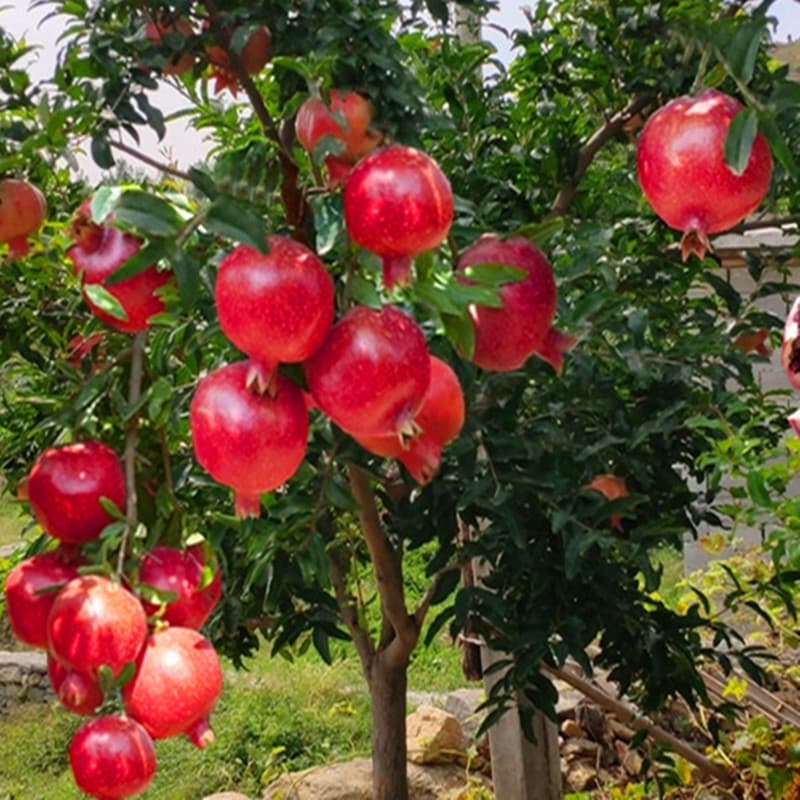 Four Seasons Pomegranate Tree Seedling Tunisian Soft Seed Pomegranate Seedling Potted Courtyard Extra Large Fruit Tree Seedless Sweet Pomegranate Seedling