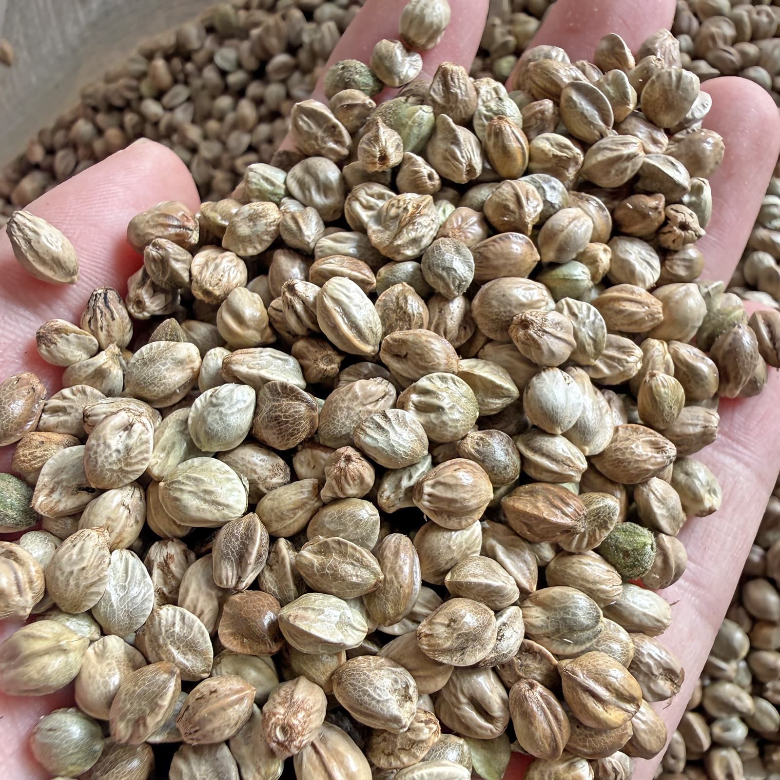 Hemp Seed Small Medium Large Paper Shell Hemp Seed Parrot Bird Food Pigeon Feed