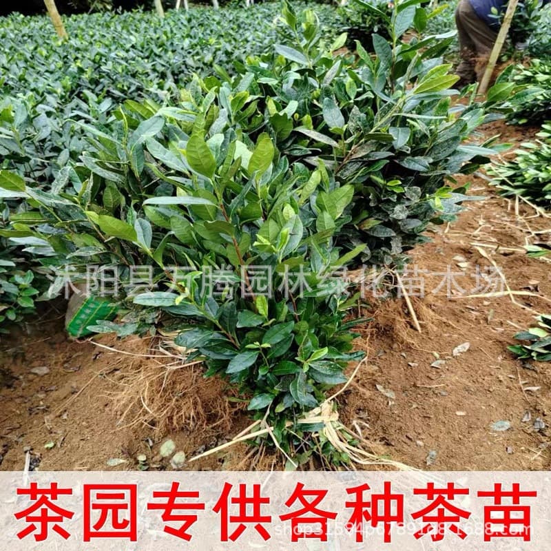 Authentic Tea Seedlings - Longjing, Green Tea, Tieguanyin, White Tea, Maojian Tea Seedlings