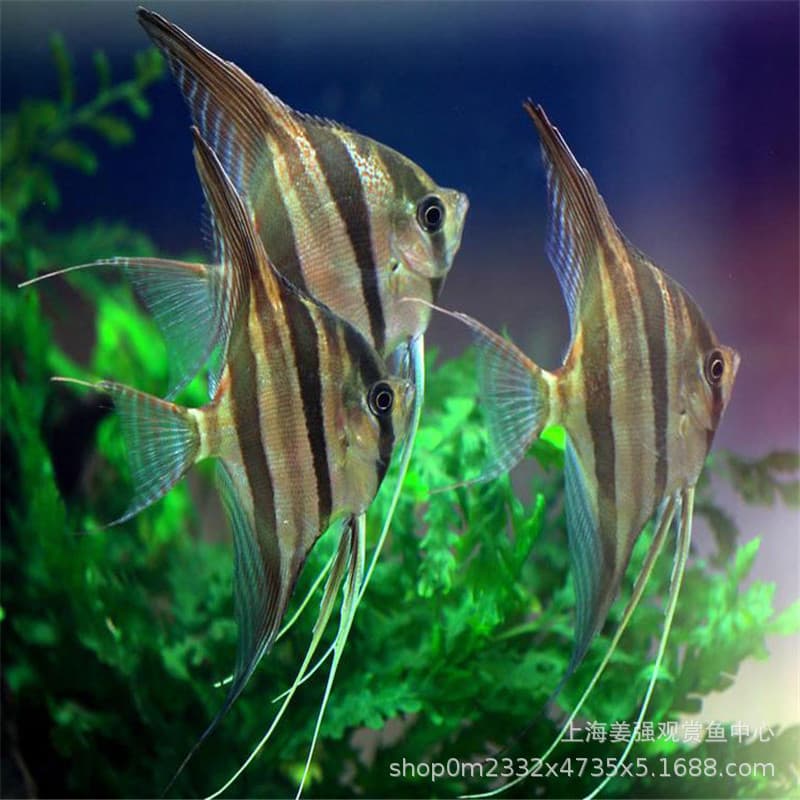 Tropical ornamental fish small Peruvian meteorite Blue Devil angelfish live tricolor fish white angelfish zebra fish