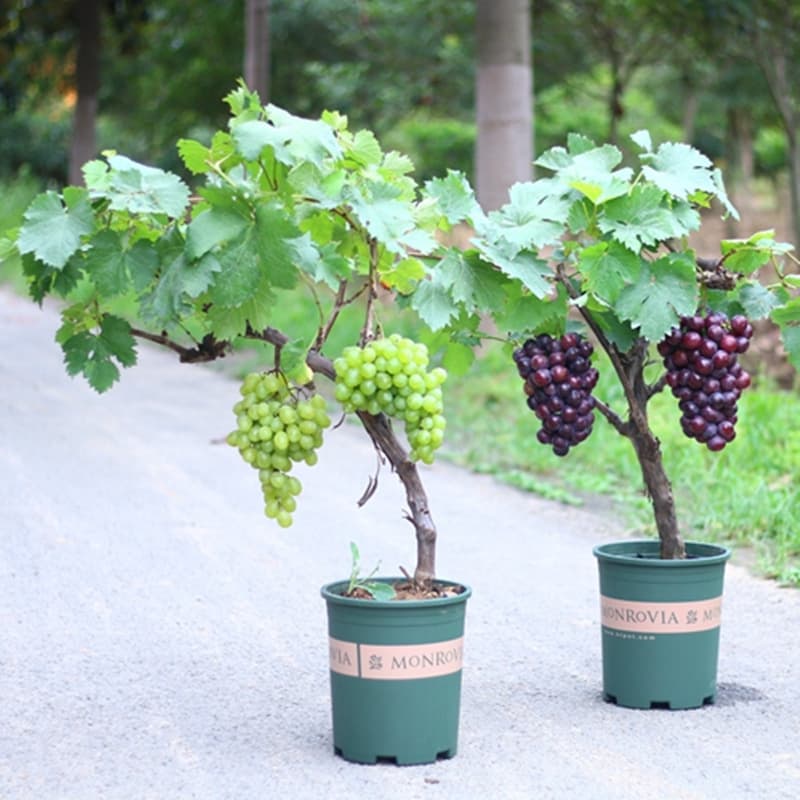 Sunshine Rose grapevines, suitable for planting in both northern and southern regions, fruit trees, potted grape seedlings, seedless climbing vines, old stumps.
