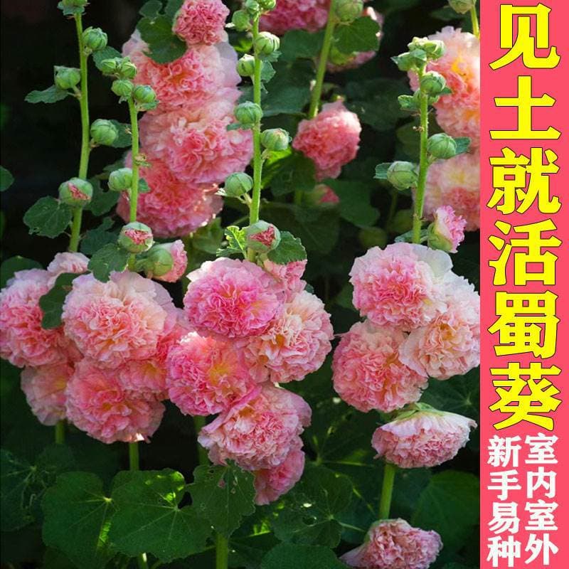 Double Hollyhock Flower Seeds, Four-Season Blooming, Easy to Grow Indoor and Outdoor Flower Seeds, Garden Flower Seedlings