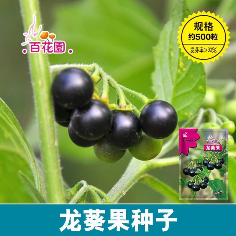 Black Nightshade Seeds, Farmhouse Heirloom, Garden Fruit for All Seasons, Spring Balcony Potted Plant, Yellow Seeds, Nightshade Berry