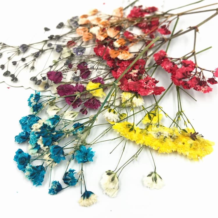 Dried Baby's Breath Pressed Flower Plant Specimen Real Flower Epoxy Phone Case Bookmark Decoupage Lamp Face Decoration