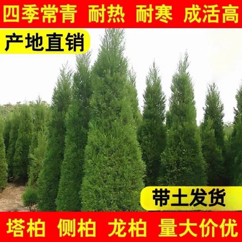 Tower Cypress Seedlings, Pine Seedlings, Cypress Seedlings, Juniper Seedlings, Oriental Arborvitae Seedlings, Dragon Cypress Seedlings, Pine Cypress Seedlings, Evergreen All Year Round
