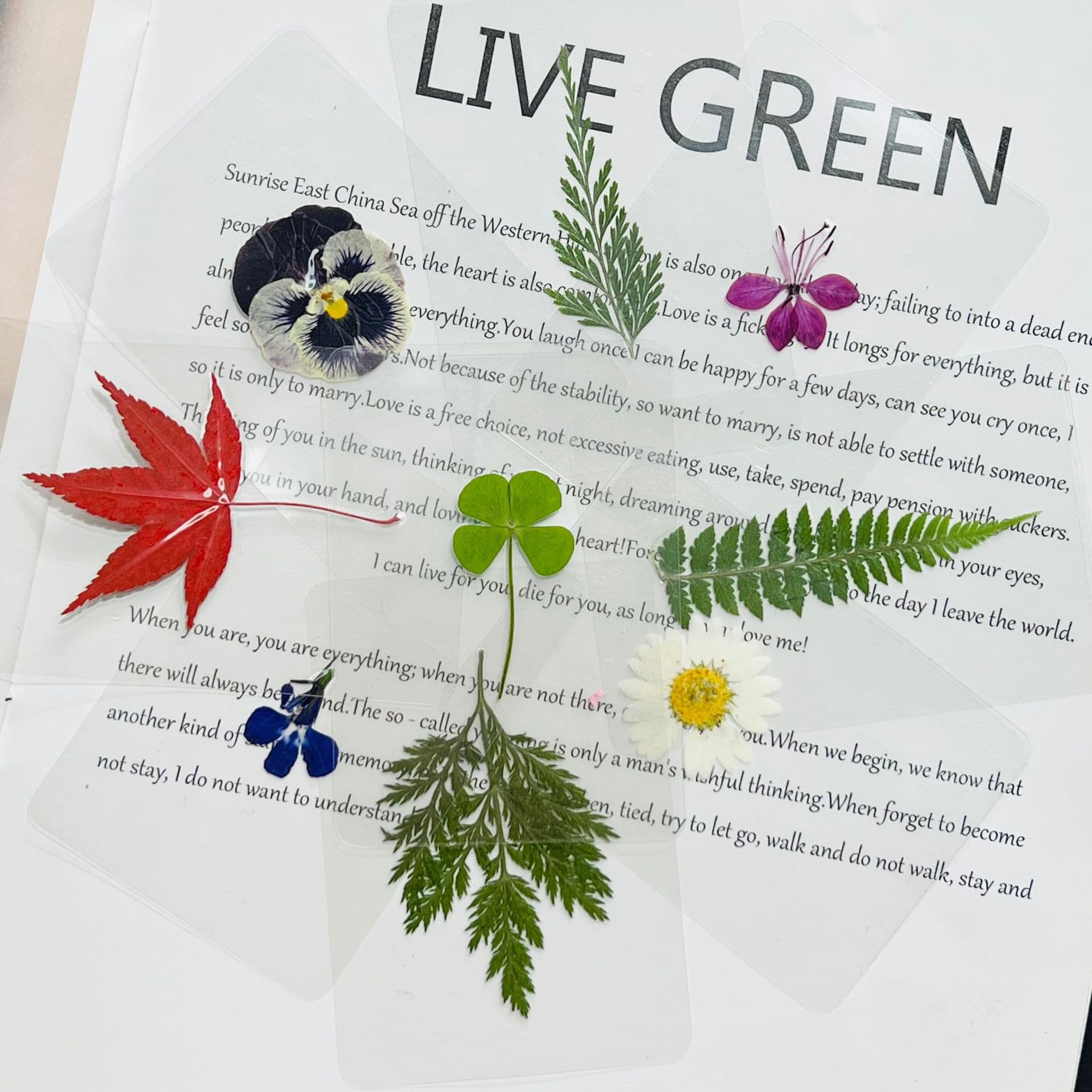 Leaf Plant Specimen Card Laminated Real Leaf Collage Kindergarten Leaf Recognition Dried Flower Student Vein Bookmark
