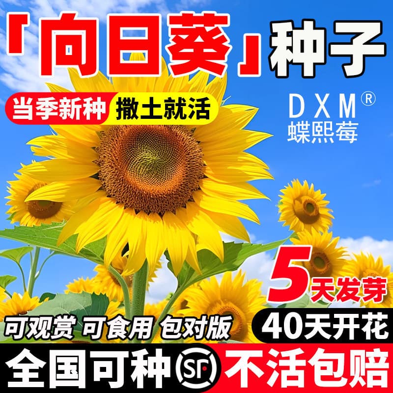 Sunflower Seeds for Balcony Potted Ornamental Edible Blooming Tall Stalk Sunflower Seeds Four Seasons Planting