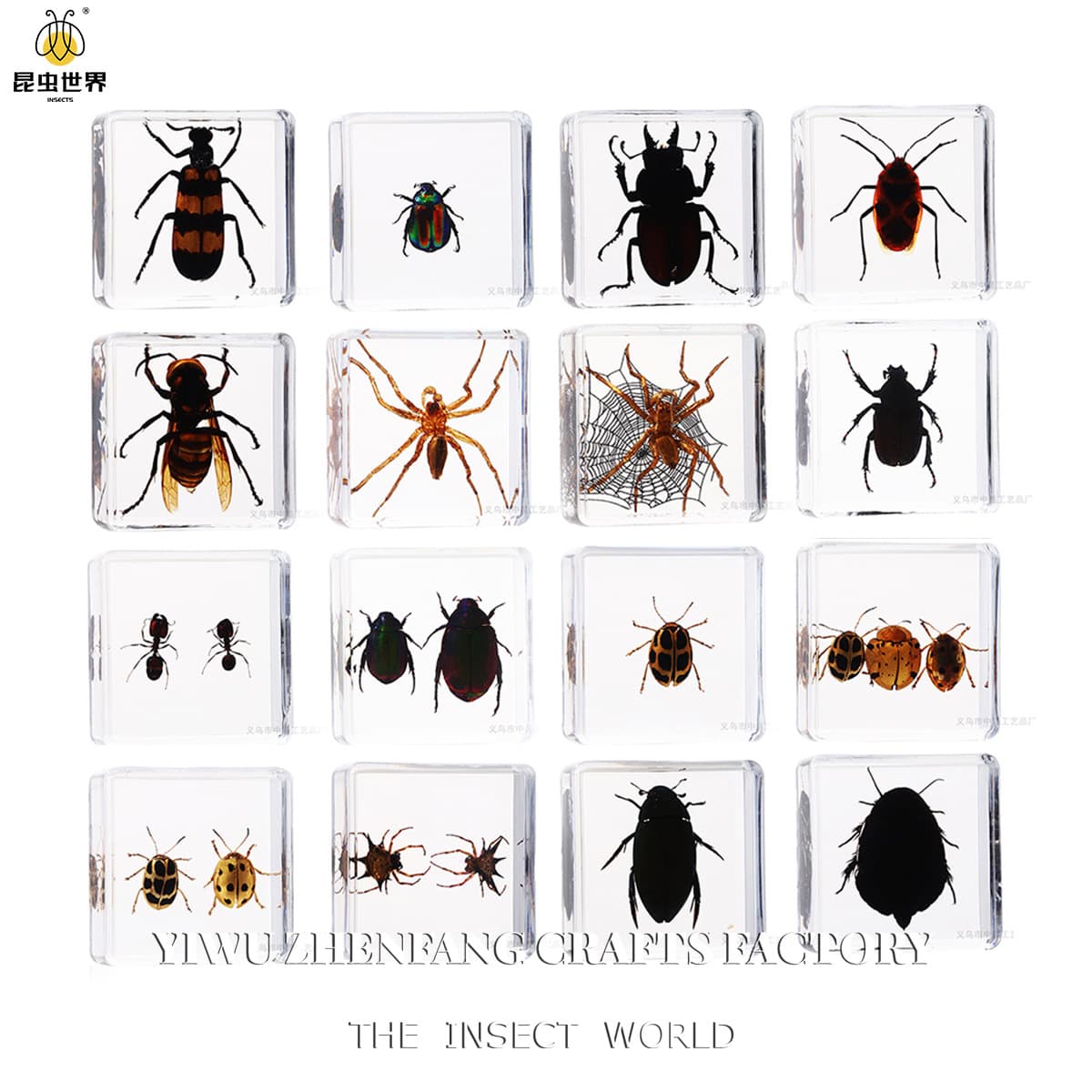 Insect World Real Insect Specimen Ornament School Teaching Enlightenment Children's Cognitive Science Popular Internet Blind Box Cross-border