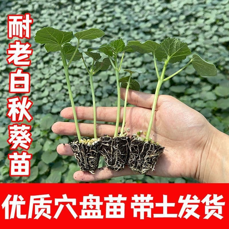 Okra Seedlings Green Okra Seedlings Red Okra Yellow Okra Balcony Ground Planting Open Air Vegetable Seedlings Yvonne Cucumber Seedlings