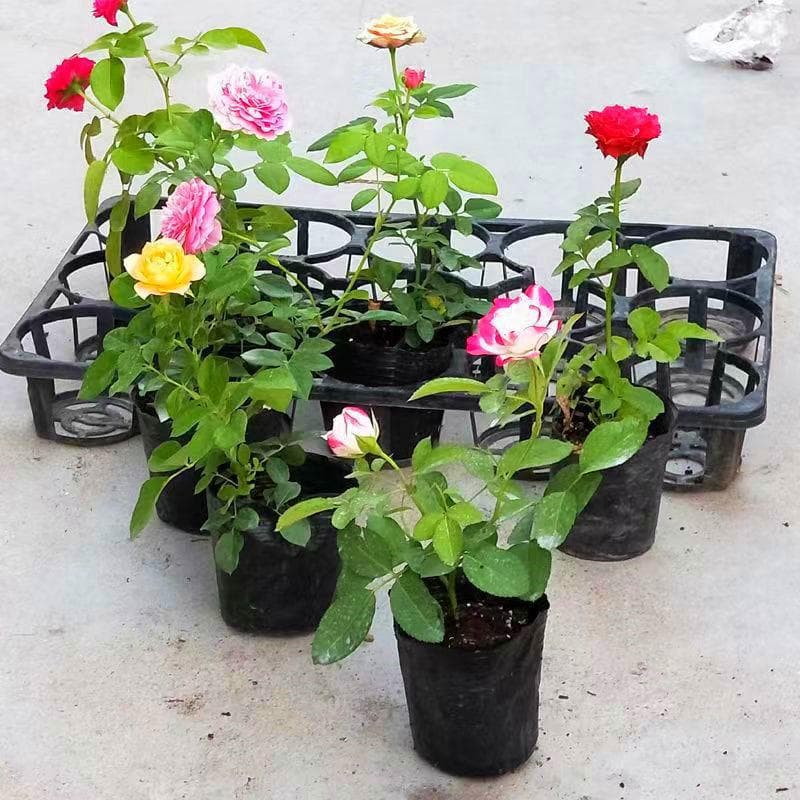 Climbing Rose Seedlings, Small Plants for Balcony, Blooming Roses, Indoor Potted Plants, Easy to Grow Year-Round, Fragrant Flowers, Green Plants