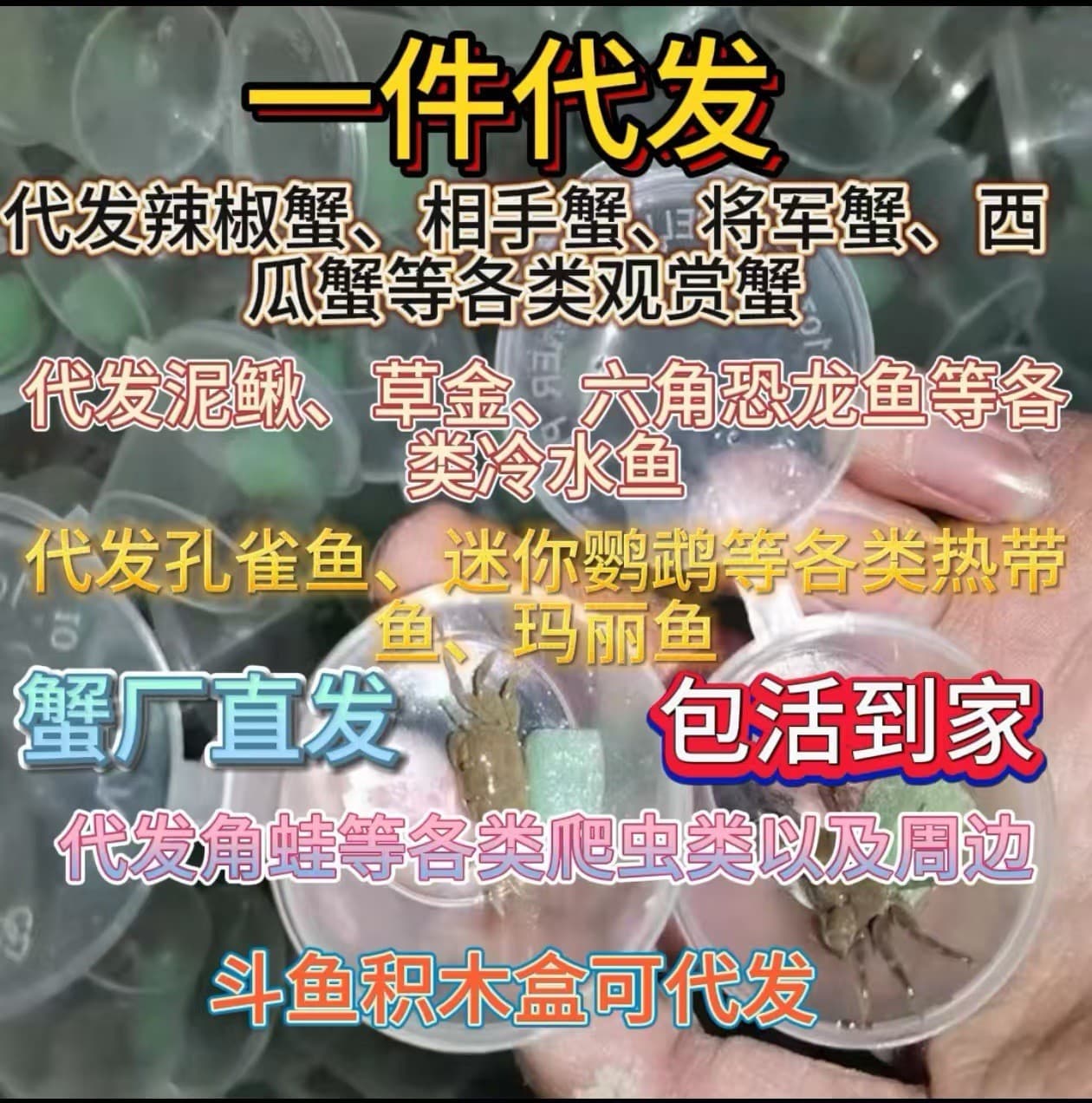 Wholesale Chili Crab, Fiddler Crab, General Crab, Fiddler Crab for Street Vending, Small Crabs, Companion Crab, Pet Crab, Hermit Crab, Chili