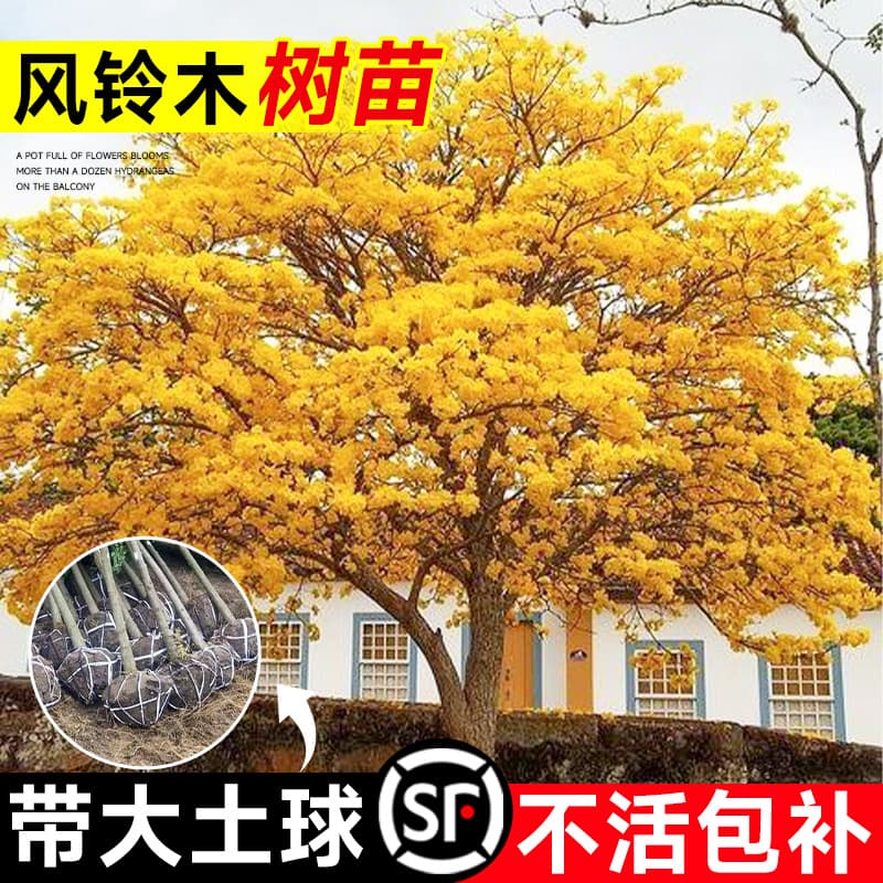 Yellow-flowered Campanula saplings, big trees, purple-flowered Campanula bonsai, villa gardens, four-season precious landscape trees and green plants