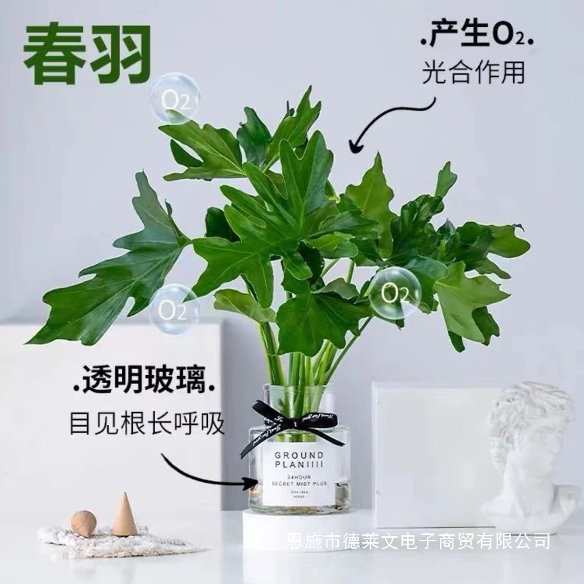 Chunyu hydroponic potted plants are radiation-proof and air-purifying living room desktops that are good for raising formaldehyde-absorbing foliage plants and are evergreen all year round.