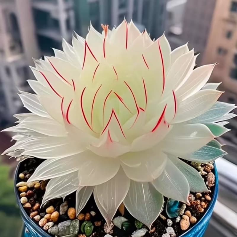 Snake Year White Lady Jade Dew Succulent Plant Combination Potted Plant Beginner Friendly Succulent Office Balcony Flower