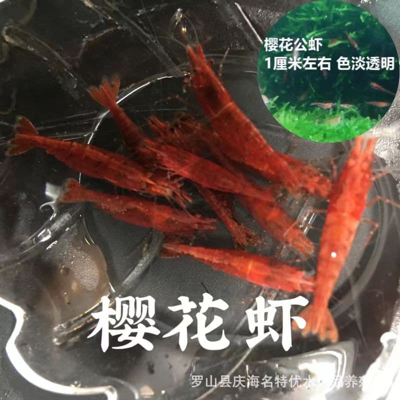 Sakura Shrimp Live Ornamental Pet Shrimp Freshwater Small Shrimp Wholesale Free Shipping