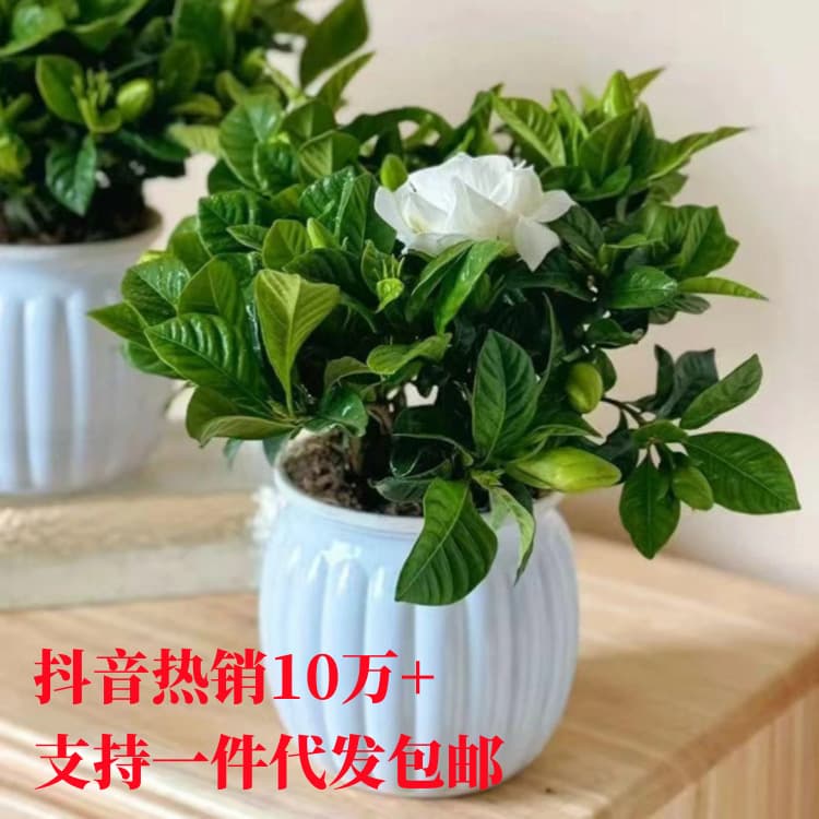 Gardenias are easy to grow hydroponically with flower buds. They are fragrant and suitable for indoor placement. They are easy to care for year-round.
