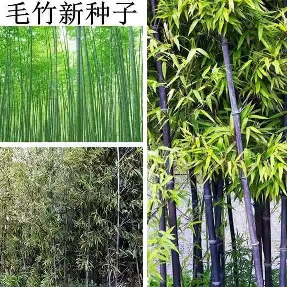 Bulk large-scale moso bamboo seeds wholesale grow fast Jiangnan bamboo grass bamboo bamboo yellow bamboo edible bamboo shoots bamboo seeds