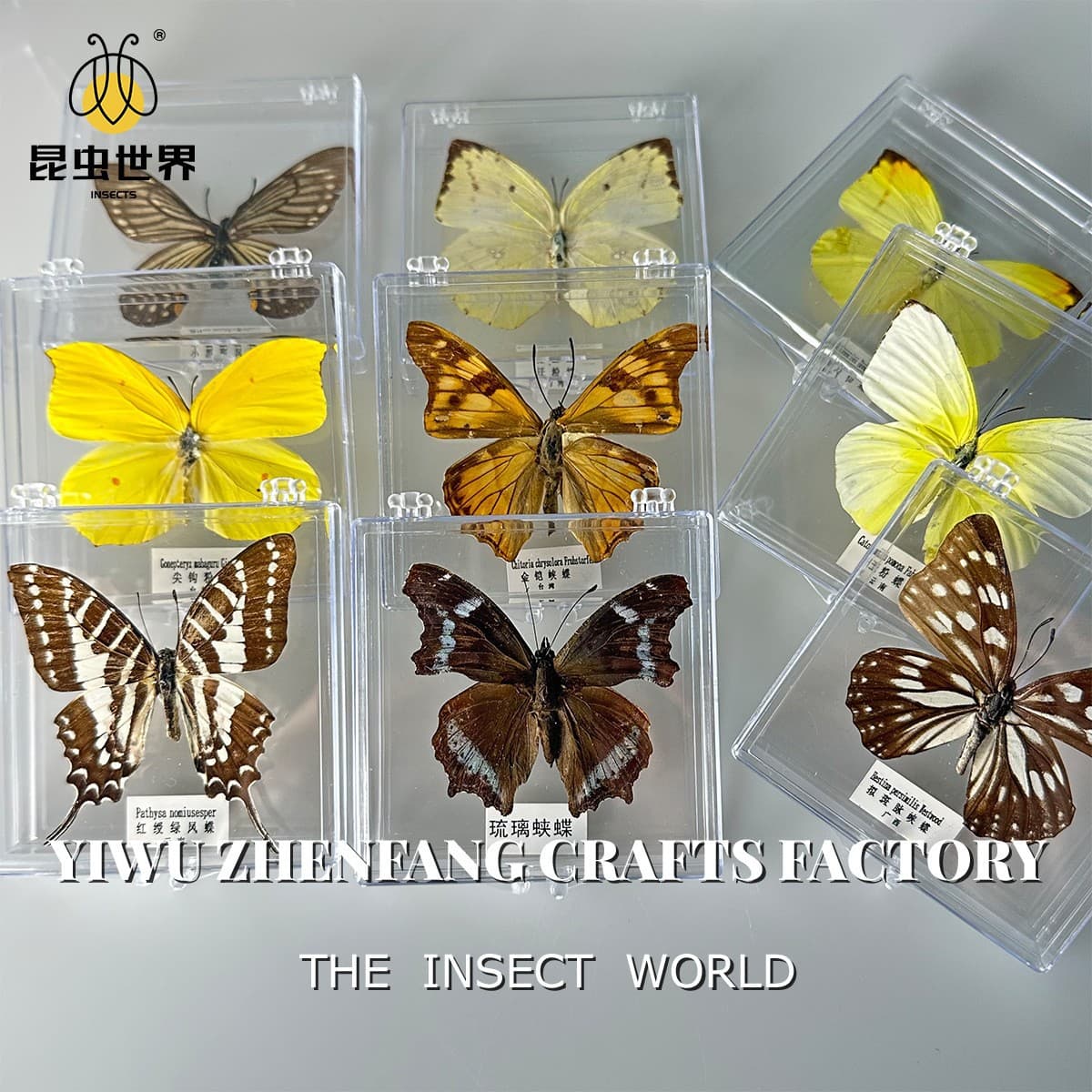 Jing Ling Craft Real Butterfly Specimen DIY Handmade Butterfly Photo Frame Biology Popular Science Teaching Girls Holiday Gift