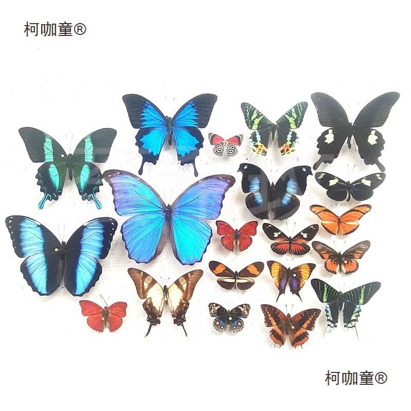 Real Butterfly Specimens with Spread Wings, Various Original and Mixed Butterflies, Green Dragontail, Pale Grass Blue, Insects, Beetles, for Children