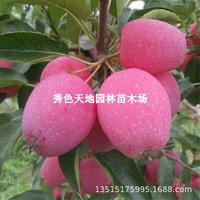 New variety of cold-resistant chicken heart fruit seedlings suitable for planting in both southern and northern regions year-round; suitable for potted and ground planting; dwarfing cultivation.